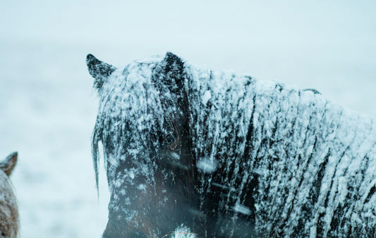 L’importance de la thermorégulation pour le confort du cheval en déplacement