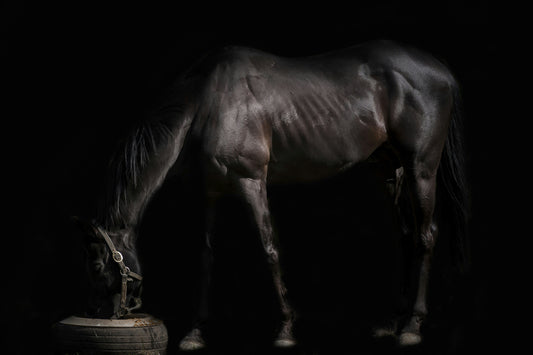 Le rôle du vétérinaire dans la préparation d'un cheval avant un déplacement